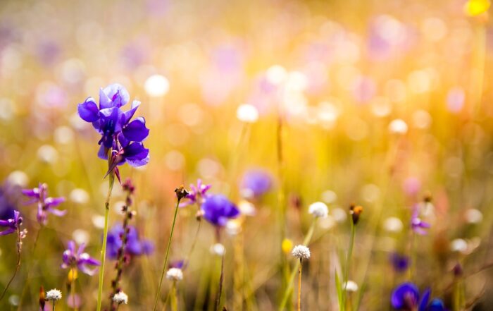 3887894 flowers 3182324 1280